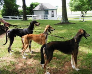 Zayn, Zafirah, Zahrah: At the Kentucky Horse Park