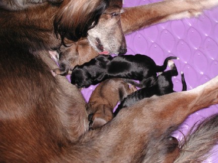 Zahrah licking puppies